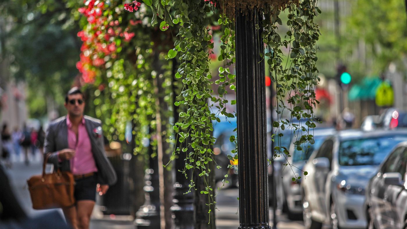 A tree-lined Chicago street